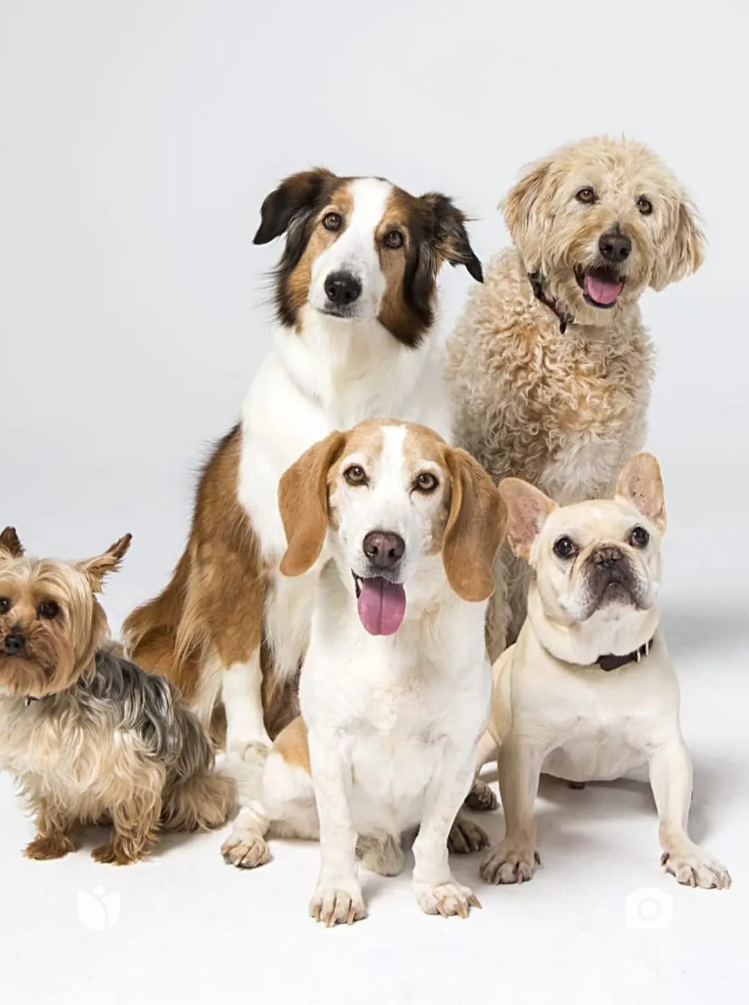 A group of happy, healthy, and vibrant dogs